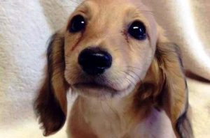 Et dyrs øyne har kraften til å snakke et unikt språk