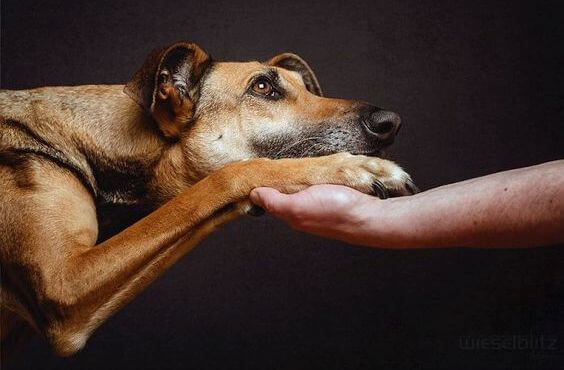 hund med hand