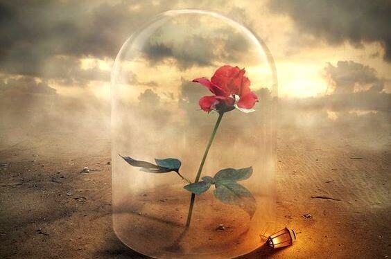 rose under glass