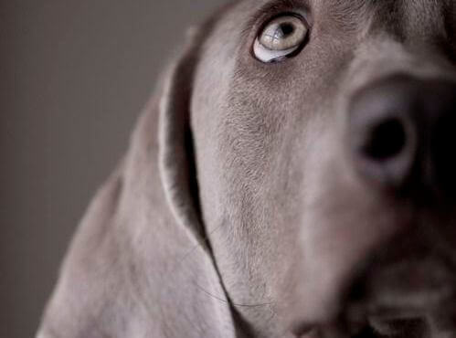 hund