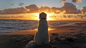 Smerten av å miste et kjæledyr