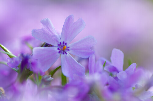Lilla blomst