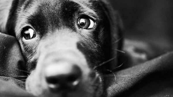 Hund