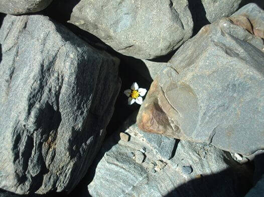 Blomst vokser opp mellom steiner