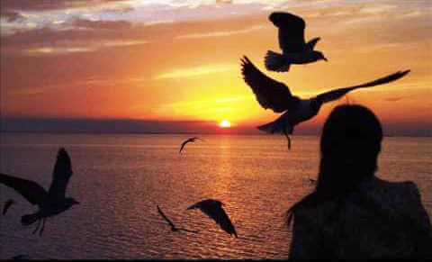 Kvinne og fugler solnedgang silhuett