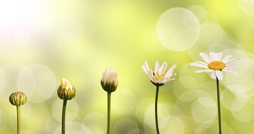Blomster
