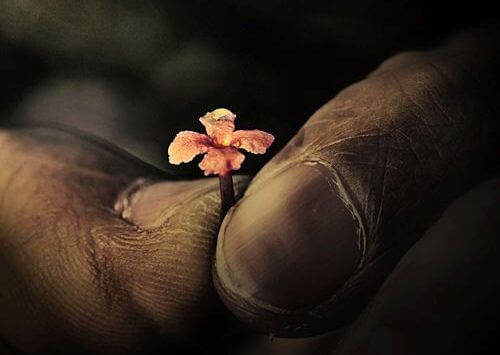 Hånd holder liten blomst