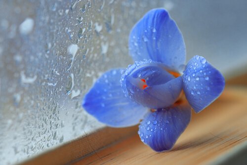 Å finne en avslutning for å begynne igjen - Blå blomst ved vindu