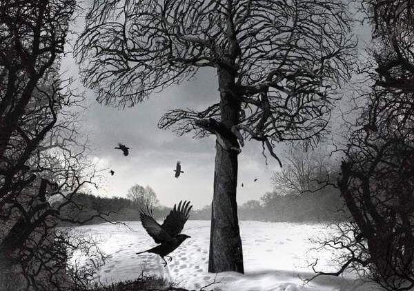 Mørkt tre, snø og fugler