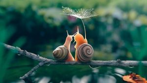 Slow-bevegelsen: jo tregere, jo bedre