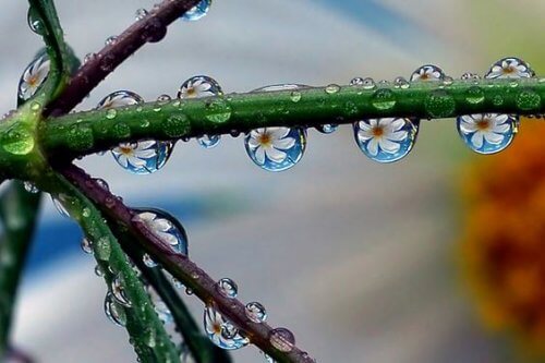 Dråper reflekterer blomst