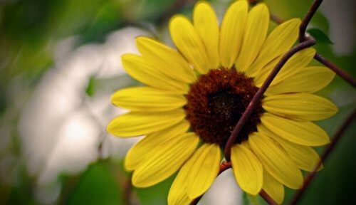 Lykke ifølge Bertrand Russell - solsikke