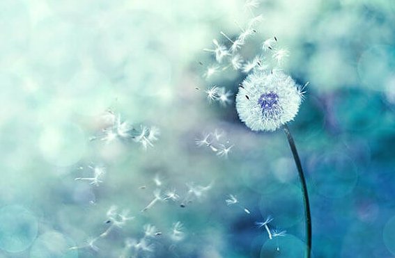 Tilfeldighet eller skjebne - løvetann flyr bort