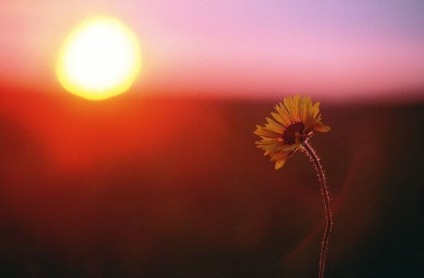 Ensom ringblomst i solnedgang