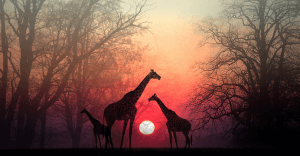 Ta et øyeblikk for å la sjelen din nå deg igjen: en vakker afrikansk historie