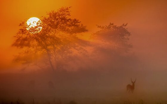 Afrikansk hjort i solnedgang
