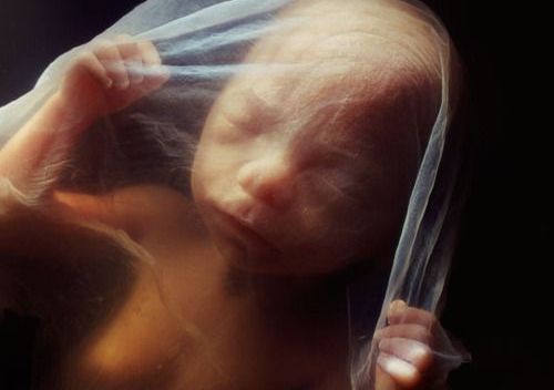 en baby før fødselen