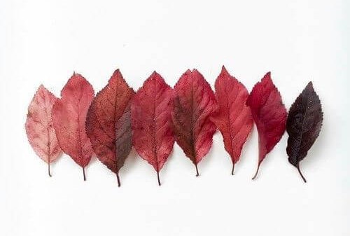 blader på rad, av forskjellige farger
