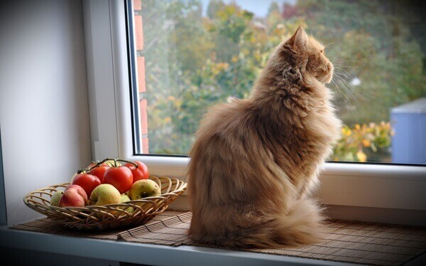 Katt i vindu
