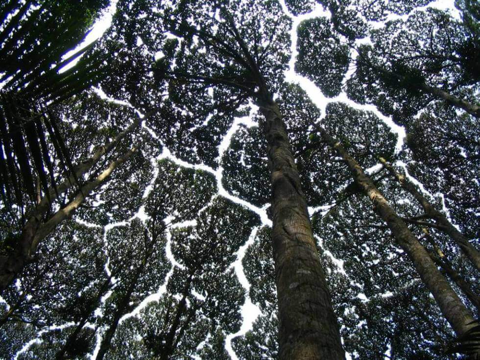 Trær med crown shyness