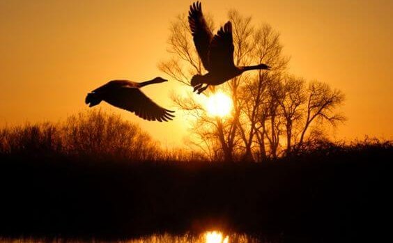Fugler flyr i solnedgang