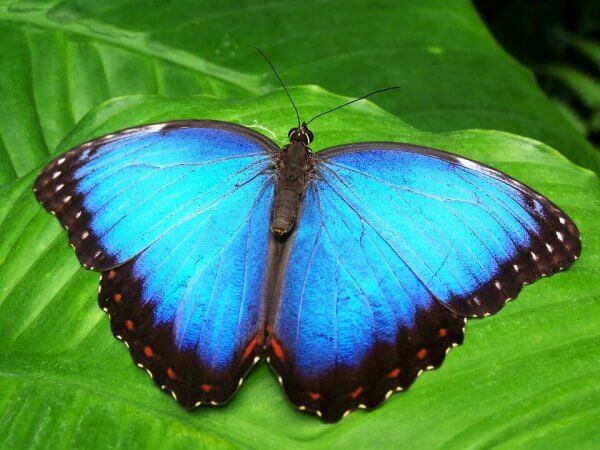Transformasjon fra larve til blå sommerfugl