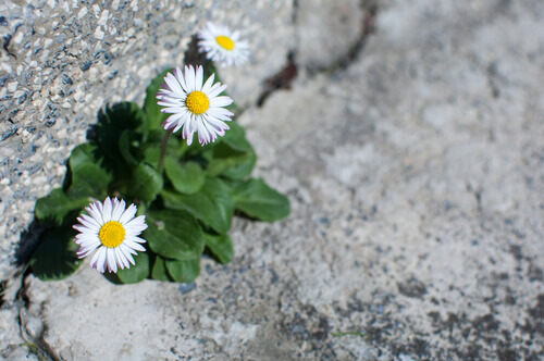 motstandskraft avbildet av en blomst som vokser ut av en stein