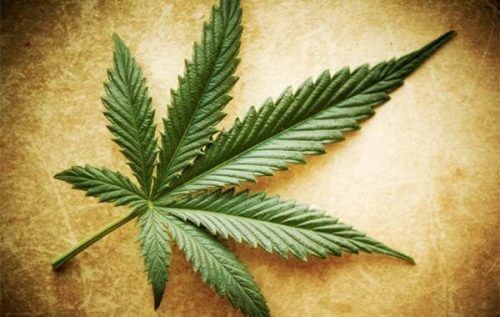Myter, sannheter og halvsannheter om cannabis
