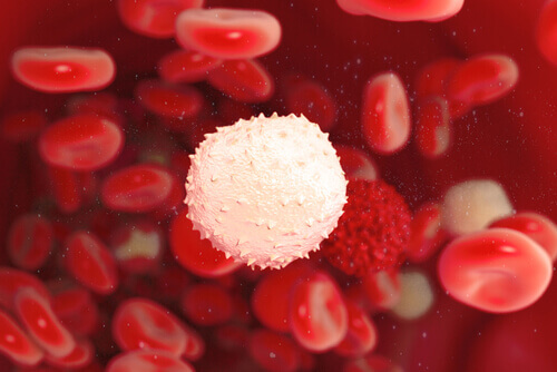 Hvit blodcelle sammen med røde blodlegemer