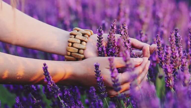 Hender plukker lavendel