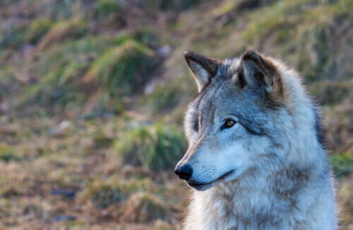 En historie om et vilt barn som bor blant ulver