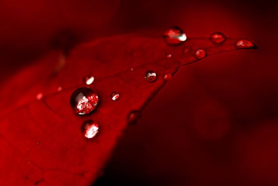 Rødt blad med vanndråper
