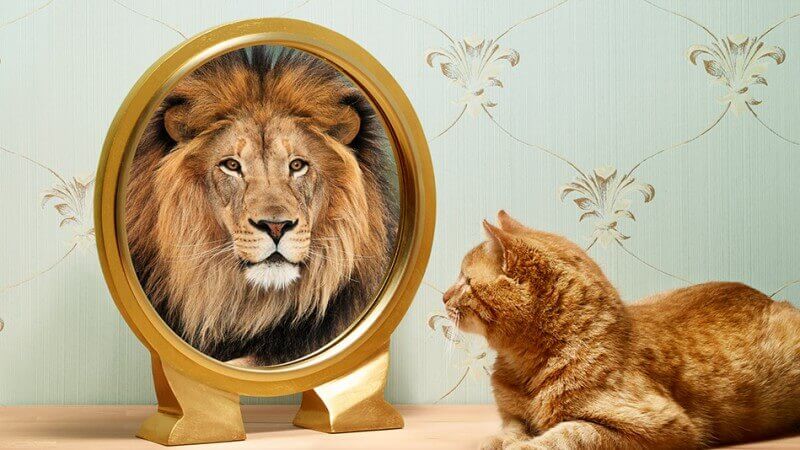 Katt ser løve i speilet