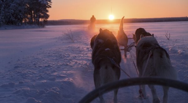Hundeslede i Finland: sisu.