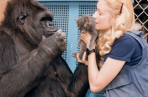 Den søte historien om Koko, den smarteste gorillaen i verden