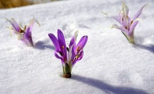 Sisu: Det finske svaret på tøffe tider