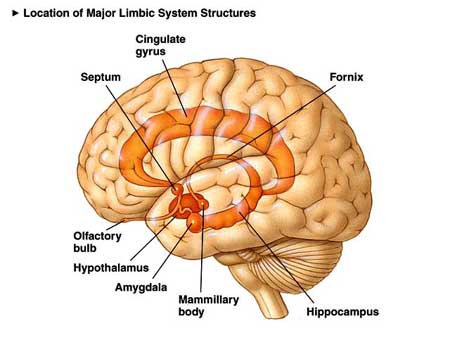 limbiske systemhjerne strukturer