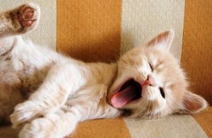 Vet du hva gjesping betyr?