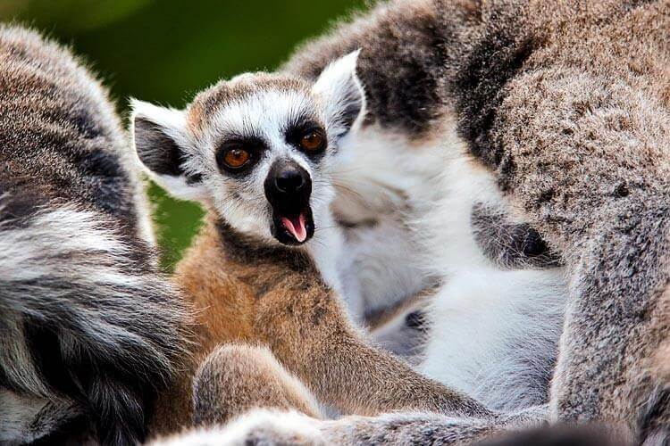 Lemurene gjesper.