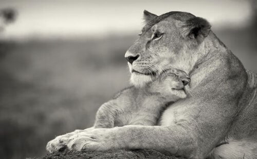 En løve som koser med ungen sin