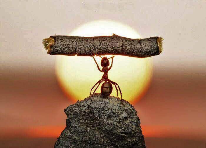 Utholdenhet: styrken til en maur