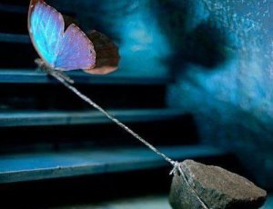 En sommerfugl som trekker en stein