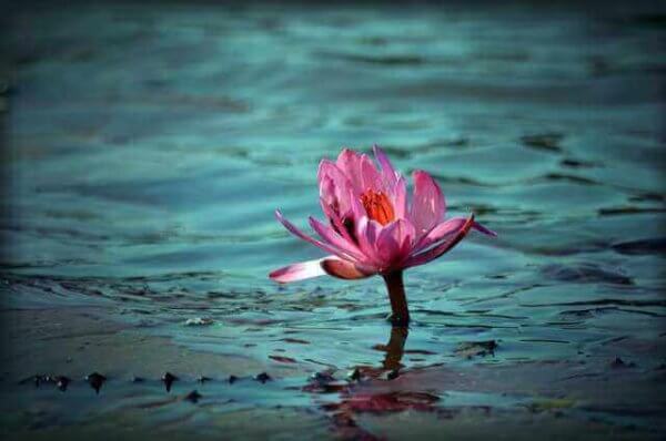 Blomst