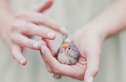 Fugl i hånd