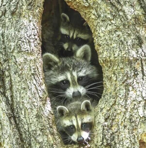 Vaskebjørner i et tre