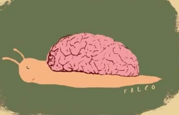 Snegle med hjerne som skall