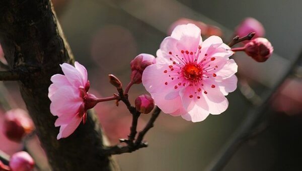kirsebærblomst