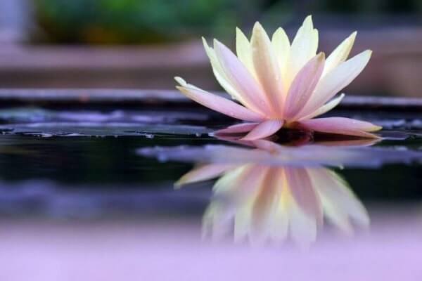 Lotus-som-representerer-ordtak-av-Suzanne-