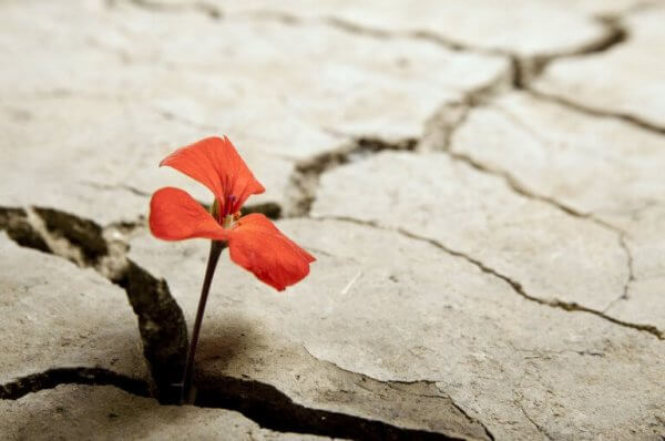 En motstandsdyktig blomst vokser i hard jord.