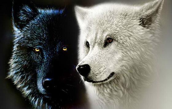 Cherokee-legenden om de to ulvene, eller våre indre krefter